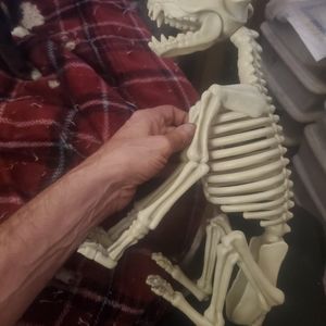 Dog skeleton